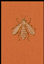 Abeilles Oranges